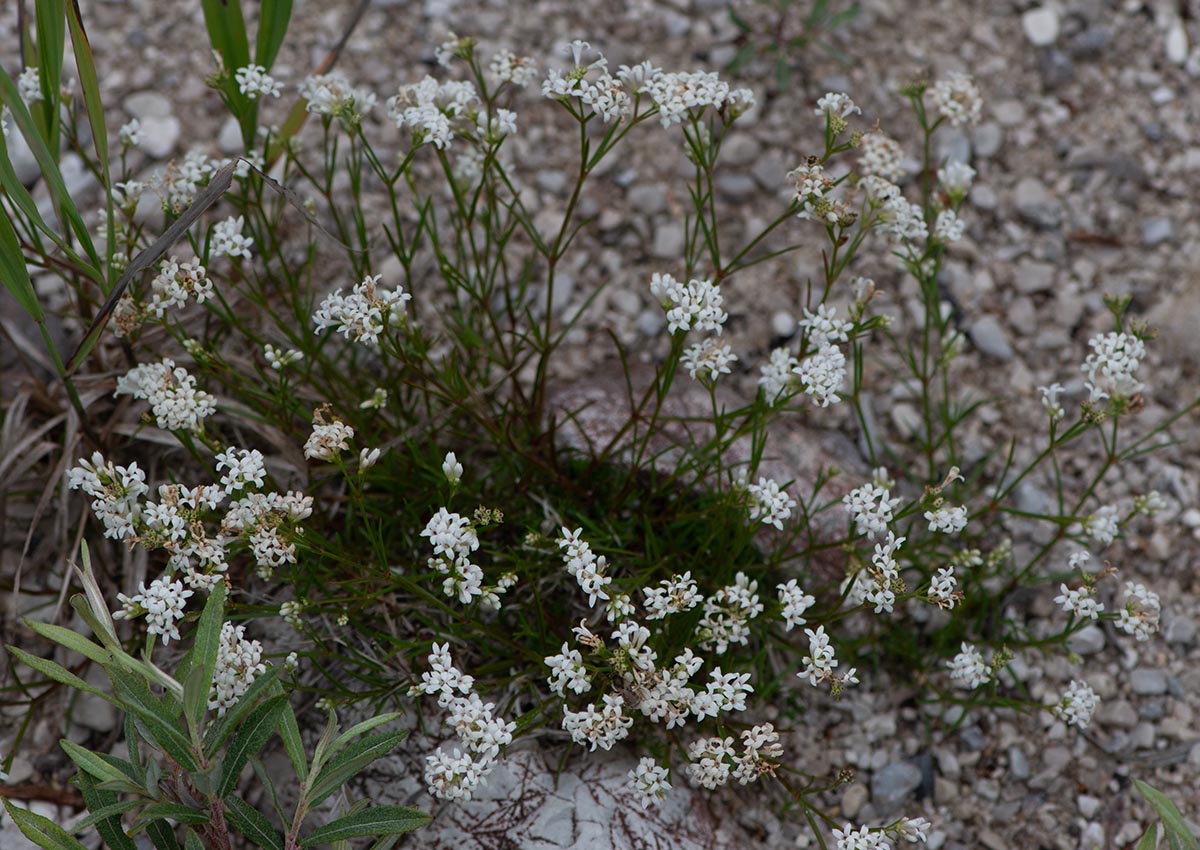 Habitus